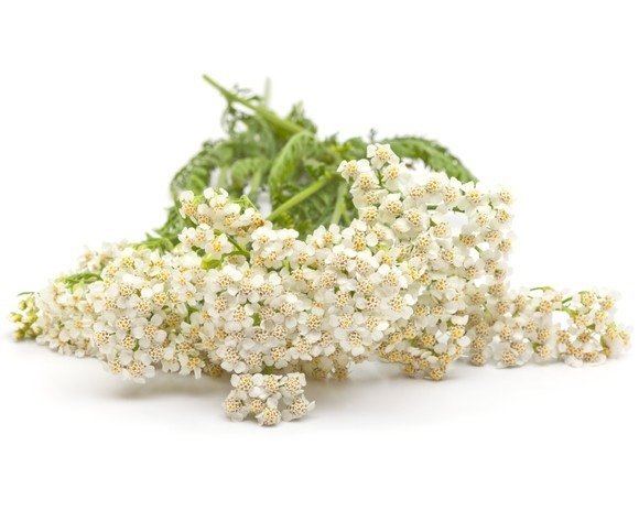 Krwawnik pospolity 0,5 kg - EQUIHERBS 