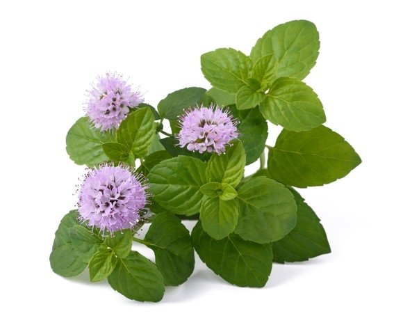 Melisa 1 kg - EQUIHERBS 
