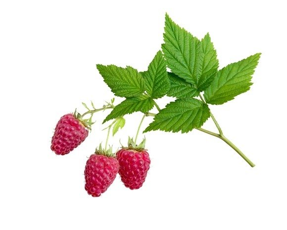 Malina liść 1 kg - EQUIHERBS 
