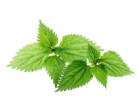 Pokrzywa zwyczajna 0,5 kg - EQUIHERBS 