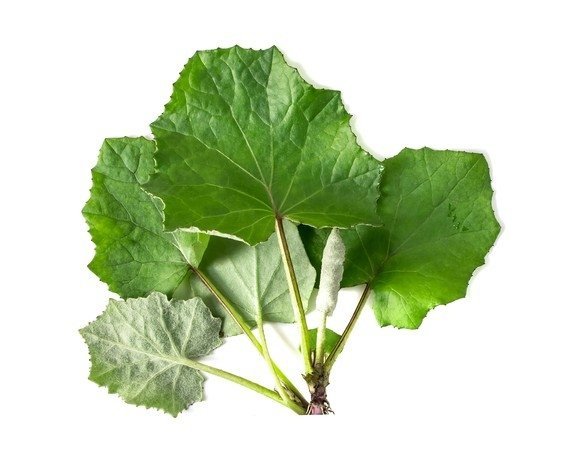 Podbiał - liść 0,5 kg - EQUIHERBS 