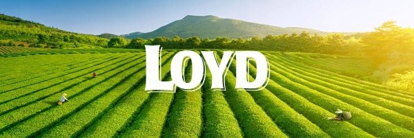 Ekspresowa Herbata Czarna Earl Grey Cytrynowa z Bergamotką 20 T. LOYD