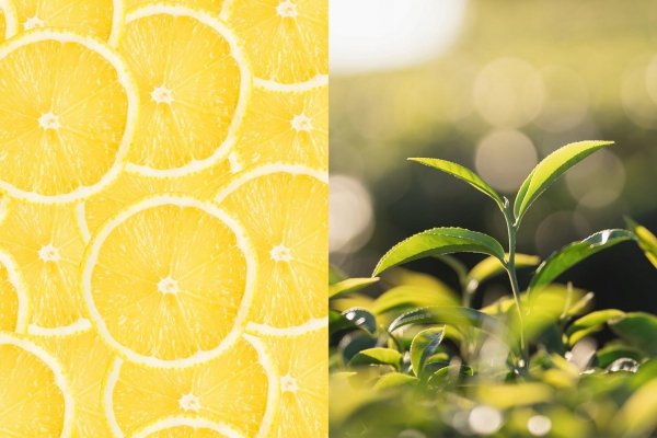 Ekspresowa Certyfikowana Herbata Zielona Cytryna Green Tea Lemon 20T LOYD