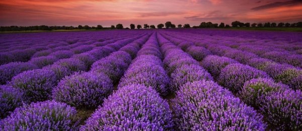 Olejek eteryczny Bilovit lawendowy 10 ml