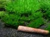 Mech Creeping Moss Na Lignicie Super Trawnik Gratis