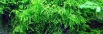 Mech Weeping Moss Porcja 10 gałązek In Vitro Piękny