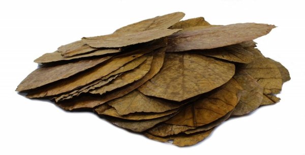 Tantora Cattapa Leaves Liście Ketapangu XL 50Szt.