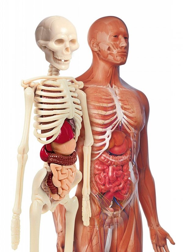 Clementoni Ciało ludzkie Anatomia DNA Naukowa Zabawa