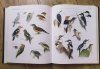 Christopher Perrins Ilustrowana encyklopedia ptaków. Przewodnik po świecie ptaków