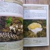 Atlas grzybów. Minikompendium