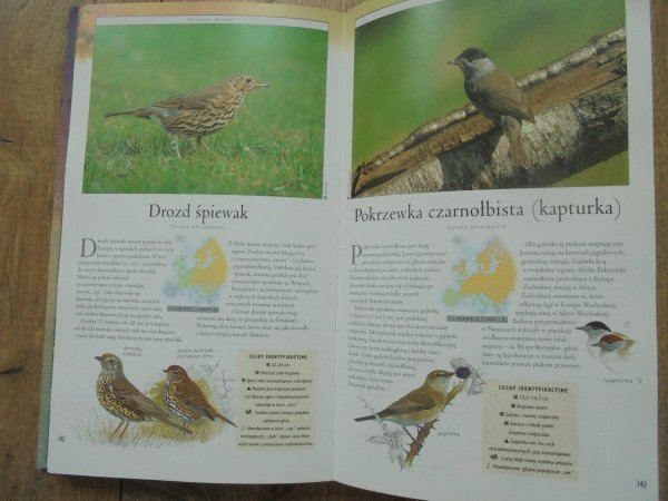 Ptaki Europy • Przewodnik obserwatora i wskazówki do identyfikacji