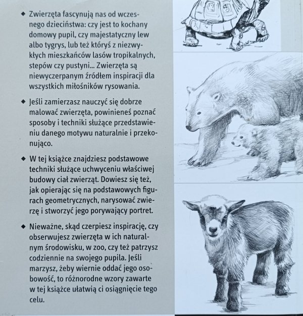 Gecko Keck Zwierzęta. Warsztaty rysunkowe