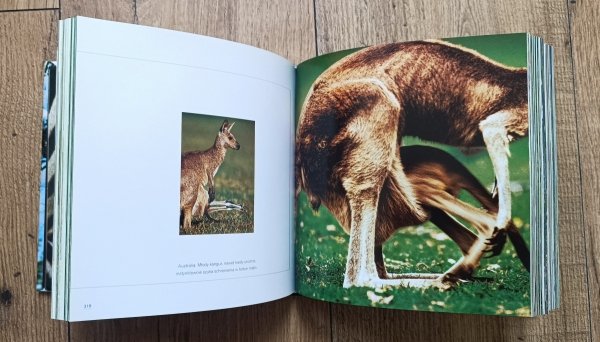 Małe zwierzaki / Pascal