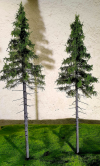 FREON SG2 Mountain Spruce  - Świerk Wysokogórski Większy 18/20 cm 3 sztuki