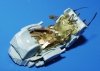Eduard 32055 MiG-21MF interior 1/32 Trumpeter