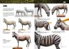 AK Interactive AK518 AK LEARNING 14: PAINTING ANIMAL FIGURES English