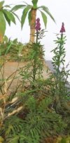 RT-Diorama 35621 Jungle Plant No.8 1/35