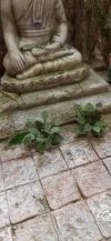 RT-Diorama 35617 Jungle Plant No.7 1/35
