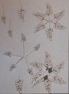 RT-Diorama 35618 Fern No.1 1/35