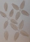 RT-Diorama 35619 Fern No.2 1/35