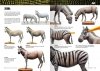 AK Interactive AK518 AK LEARNING 14: PAINTING ANIMAL FIGURES English