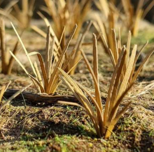Model Scene VG3-042 Grass tufts dry 1/35