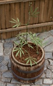 Model Scene VG3-016 Cannabis 1/35