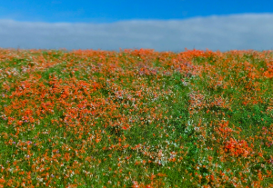 Model Scene F565 Blooming meadow - Poppies 1/35