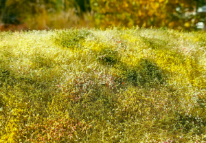 Model Scene F563 Blooming meadow - Late summer 1/35