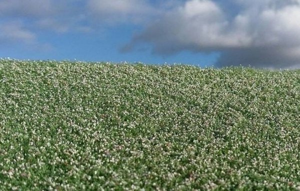 Model Scene F460 Blooming poppy field 1/35