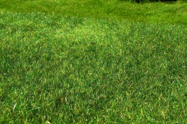 Model Scene F022 Meadow - High-grown, Early summer