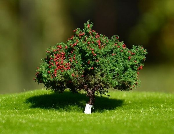 FREON JAB3 Apple tree - Jabłoń 3,5/4cm