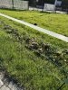 Siatka WildNet - ochrona przed dzikami - 50m x 90cm 