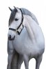 Kantar skórzany PONY czarny 