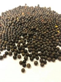 Wyka ozima 1kg 