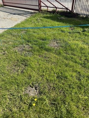 Siatka WildNet - ochrona przed dzikami - 50m x 90cm 