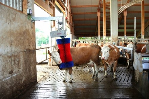 Czochradło automatyczne HAPPYCOW MaxiSwing 
