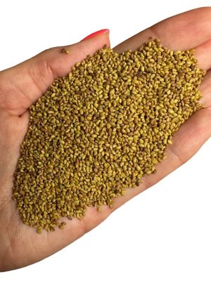 Lucerna ziarno 1kg