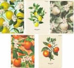 5x Zeszyt A5 60 kartek w linię SUMMER HARVEST CLUB (400182443SET5CZ)