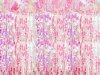 Kurtyna Party, opalizujący różowy, 100x200cm (1 karton / 100 szt.)