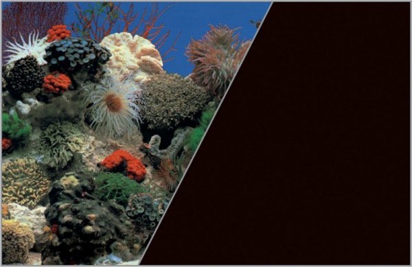 ZOLUX Tło akw. 60x120cm rośliny koral^czarn