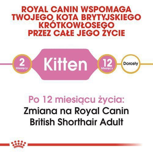 Royal British Shorthair Kitten 2kg