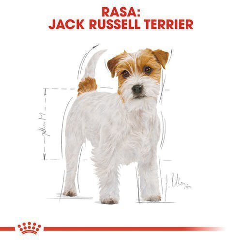 Royal Jack Russel Adult 500g