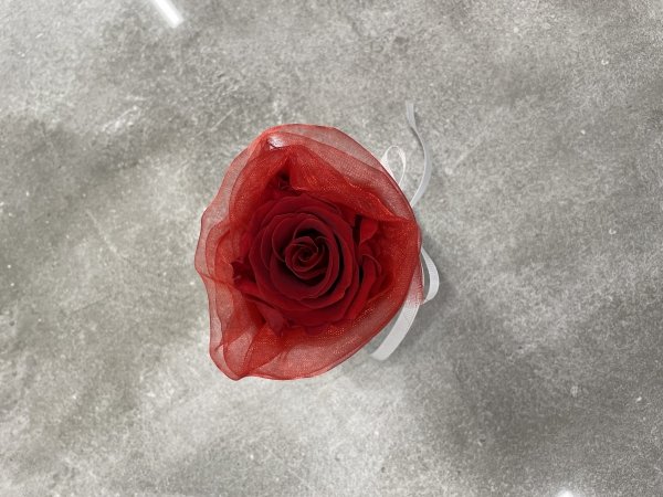 Wieczna żywa róża w mini boxie