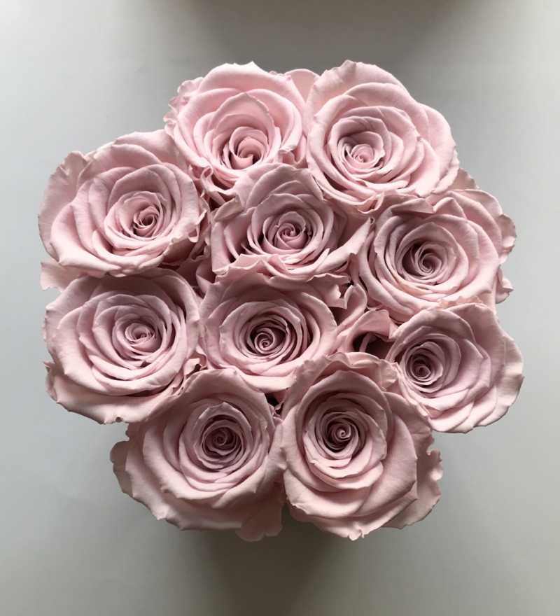 Pudrowo różowe żywe WIECZNE róże w średnim różowym VELVET boxie