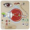 MASTERKIDZ Tablica Edukacyjna Zmysł Wzroku Montessori