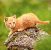Kalendarz ścienny wieloplanszowy Cats 2025 z naklejkami - lipiec 2025