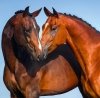 Kalendarz ścienny wieloplanszowy Horses 2023 z naklejkami - październik 2023