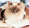 Kalendarz ścienny wieloplanszowy Cats 2022 z naklejkami - grudzień 2022