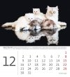 Kalendarz biurkowy 2024 Kotki (Kittens) - grudzień 2024